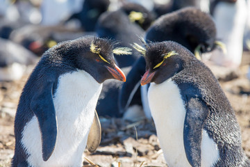 Rockhopper Penguin couple