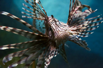 Fototapeta na wymiar lion fish
