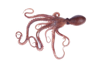 The octopus © zhengzaishanchu