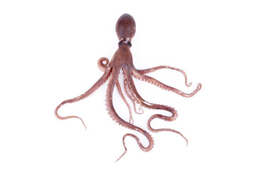 The octopus © zhengzaishanchu