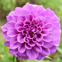 Close up of flower dahlia for background, Abstract petals flower dahlia