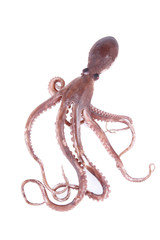 The octopus © zhengzaishanchu