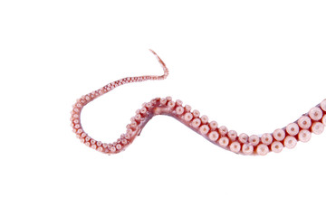 Octopus tentacles