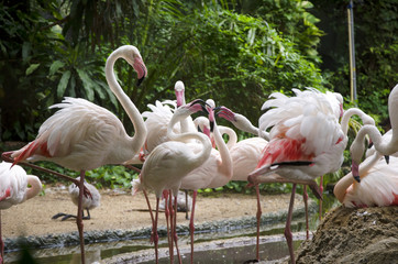 flamingo birds