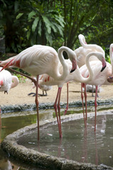 flamingo birds