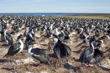Imperial Cormorant Imperial Shag colony, Falkland Islands.