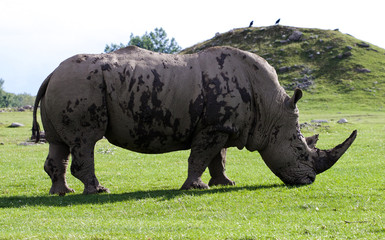 Obraz premium Beautiful background with the white rhinoceros