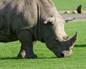 Obraz premium The white rhinoceros is going