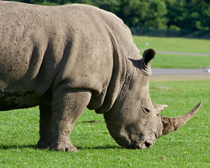 Beautiful close-up of the rhino © MrWildLife