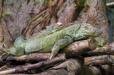 Fototapeta premium iguanas