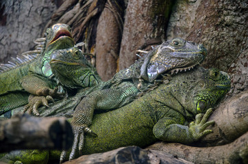 iguanas