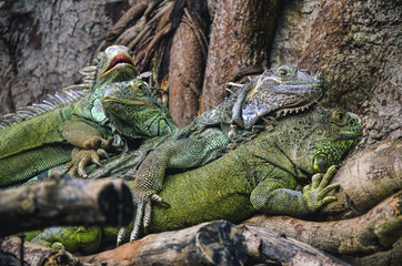 iguanas