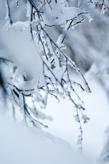 Miracles. How beautiful and zagadachen snowy forest. Looking around this wonderful Videsh blinding light , like diamonds strewn zemlya.Snezhinki winter sun shimmer like jewels