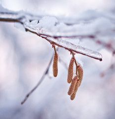 perfect moment. Each branch as if trying to make winter mood , charming her fragile beauty