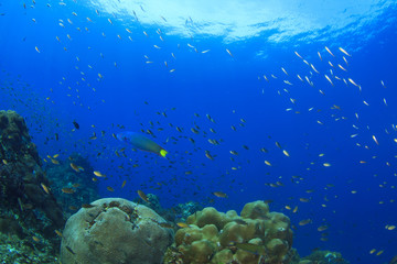 Underwater scene coral reef and fish in ocean
