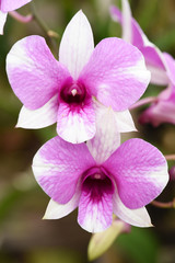 Close up of orchid flower in the garden