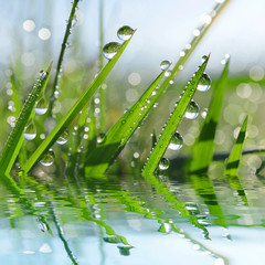 Fresh green grass with dew drops closeup. Nature Background