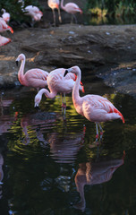 Fototapeta premium Chilean flamingos, Phoenicopterus chilensis, are a bright pink