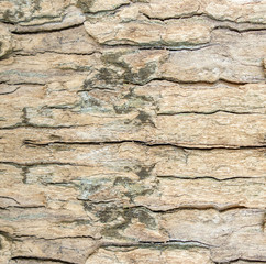 Wood texture background