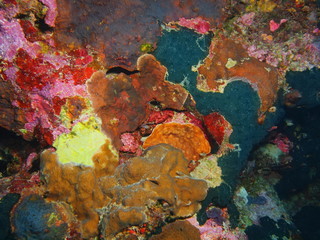 Stone coral, Island Bali