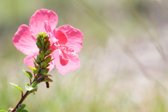 Wild Pink Flower