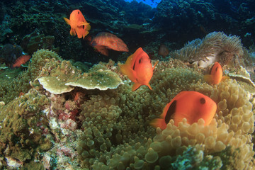 Obraz na płótnie Canvas Clownfish: Tomato Anemonefish (Nemo)