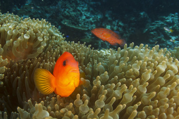 Naklejka na ściany i meble Clownfish: Tomato Anemonefish (Nemo)