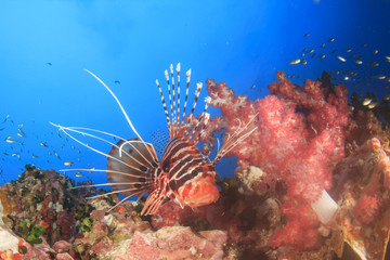 Spotfin Lionfish and coral underwater
