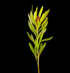 Set of branch of plant on black background
