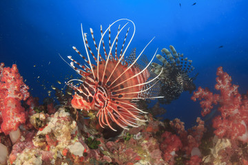 Spotfin Lionfish and coral underwater