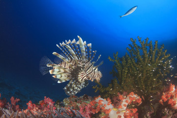 Lionfish and coral underwater