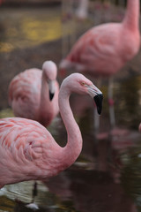 Obraz premium Chilean flamingos, Phoenicopterus chilensis, are a bright pink