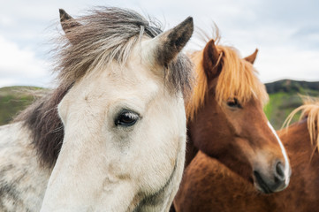 Beautiful white and brown icelandic horses in nature