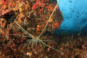 Spiny Lobster