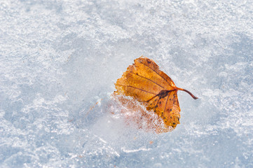 Yellow autumn leaf on the ice.