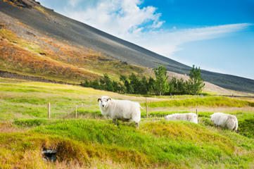 White sheep on the green grass in the mountains