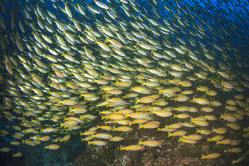 Fototapeta na wymiar Fish underwater: Bigeye Snappers