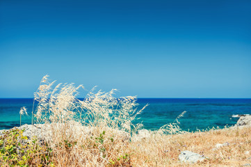 Wild grasses on the sea coast, Crete island, Greece