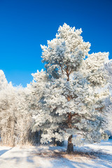 Big pine tree with hoarfrost against the blue sky