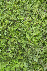 Orchid flower background