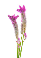 Fototapeta premium pink flower, Cockscomb or Chinese Wool Flower
