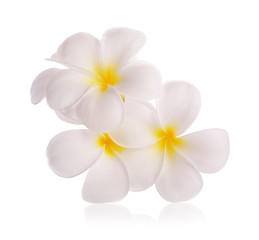 Naklejka na ściany i meble frangipani flowers on white background