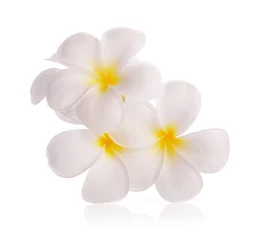 Deurstickers frangipanibloemen op witte achtergrond © wannadang1