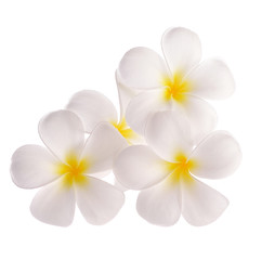 Naklejka na ściany i meble frangipani flowers on white background
