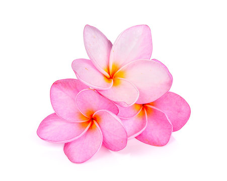 Frangipani Flowers On White Background