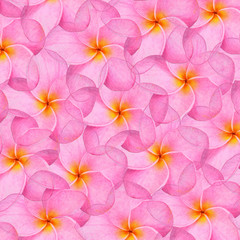 Obraz na płótnie Canvas frangipani flowers background