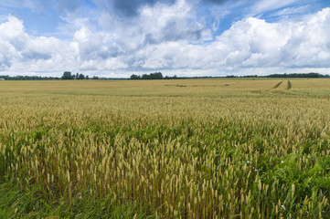 Natural rye field blue sky and clouds landscape