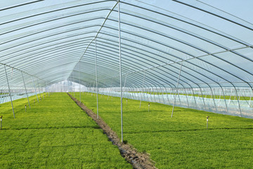 Obraz premium The rice seedling in the greenhouse