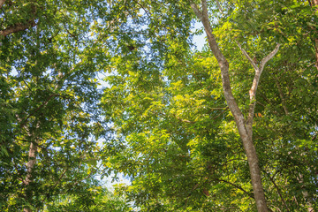 forest trees. nature green wood sunlight backgrounds