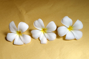 Plumeria or leelawadee flower